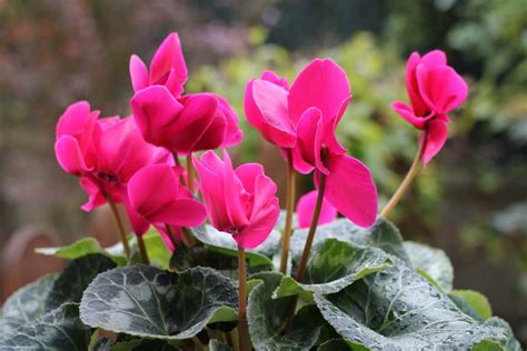 Cyclamen - blooming and care in winter