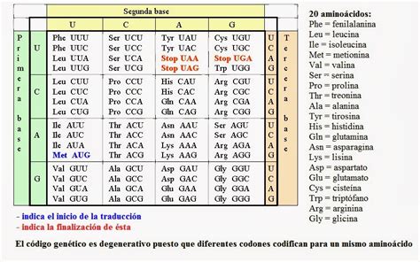 bioinformatica: codigo genetico