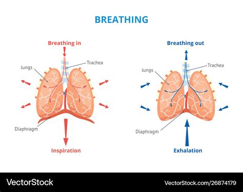 Mechanics Of Breathing Diagram