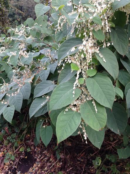 Japanese Knotweed Grow Pittsburgh