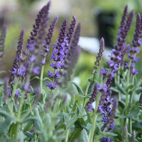 Lyrical Blues Salvia Plants For Sale Meadow Sage Growjoy