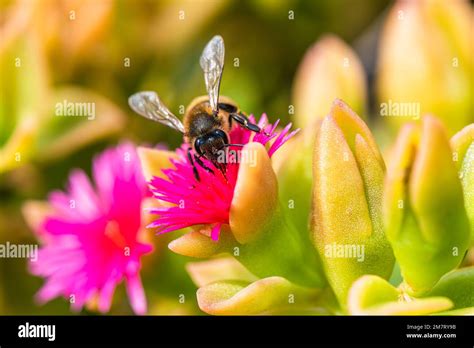 European Honey Bee or Western Honey Bee, Apis mellifera, Europe Stock ...