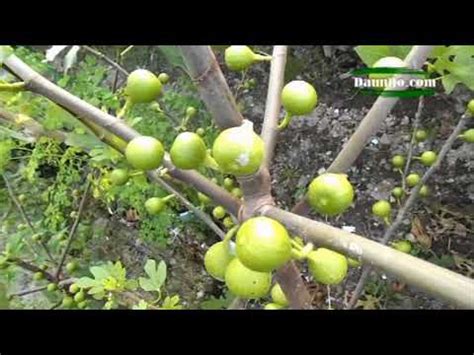 Cara Menanam Buah Tin Di Pot Agar Cepat Berbuah Tabusalampot