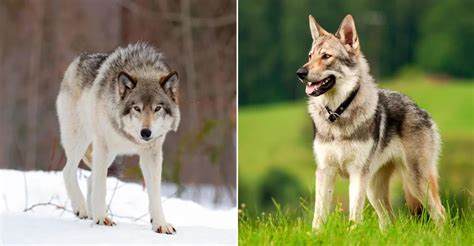 Diferencia Entre Un Lobo Y Un Perro Difiere