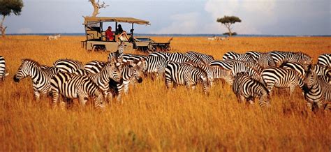 wildlife-safari-tanzania | Tanzania Safari Supremacy