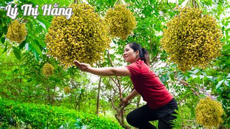 Harvesting Pearl Fruit Goes To The Market Sell Harvesting Cooking