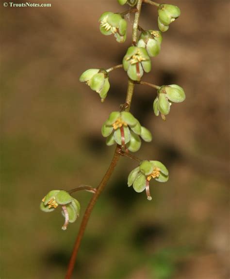 Pyrola picta – Trout's Notes