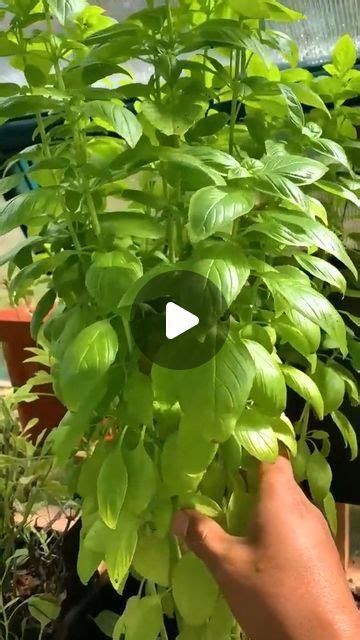 Gardening Lover On Instagram Ways To Preserve Basil Easy Way To