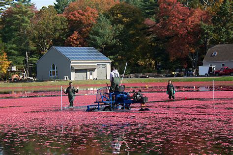 Carol's View Of New England: Cranberry Bog Harvesting