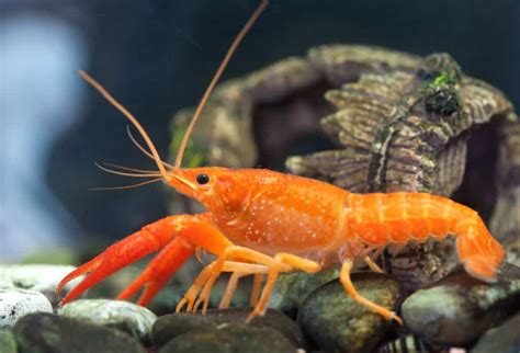 Caresheet Dwarf Crayfish Cambarellus Genus Aquariadise