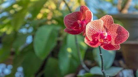 Firenze Flower Show Torna La Mostra Mercato Di Piante Rare