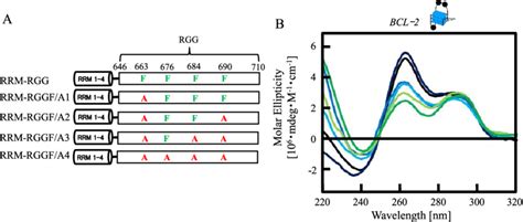 Effects Of Phe In The Rgg Domain Of Nucleolin On Bcl G Quadruplex