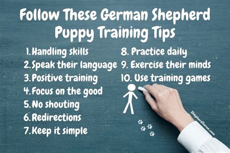 Easy 8 Week Old German Shepherd Puppy Training: Essential Beginners ...