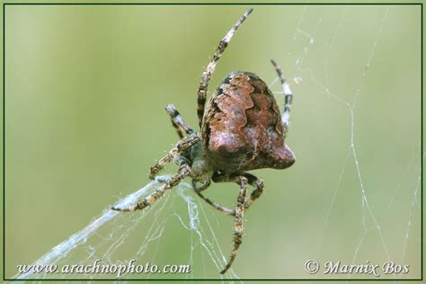 Araneus angulatus (Clerck, 1757) – ArachnoPhoto