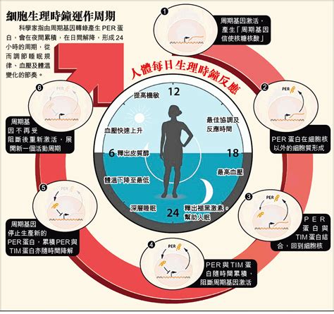 發現控制周期基因機制 分析晝夜作息規律 美3學者破解生理時鐘黑盒 ~ 科學探索