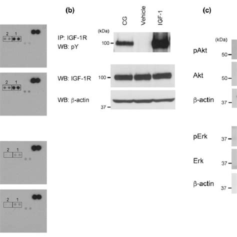 Cathepsin G Cg Induced Mcf 7 Cell Aggregation Is Suppressed By Download Scientific Diagram