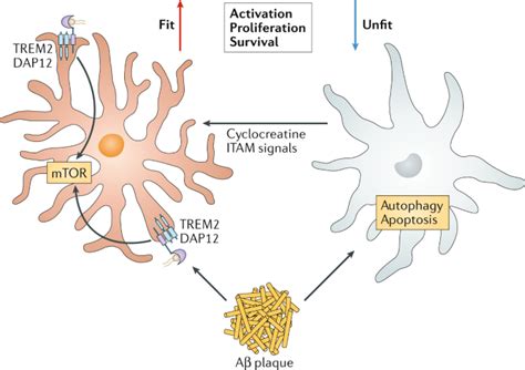 Β AMILOIDE Y ALZHEIMER Enriquerubio net