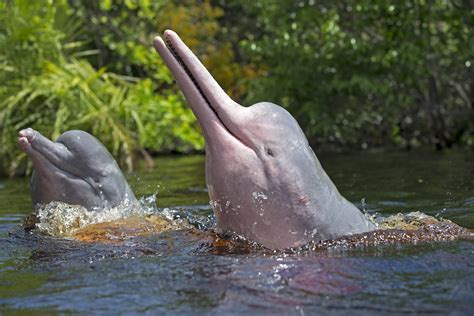 Over 100 Amazon River Dolphins Found Dead Amid Record-High Temperatures ...