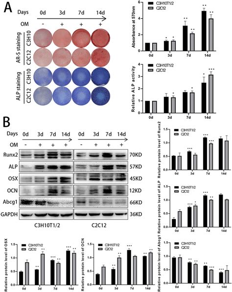 Abcg Is Associated With The Osteoblast Differentiation A The Alp And