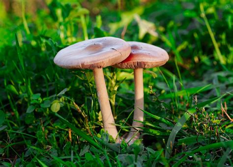 Mushrooms Toadstools Fungi Free Photo On Pixabay Pixabay