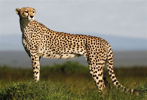 Cheetah Animal Database Fandom