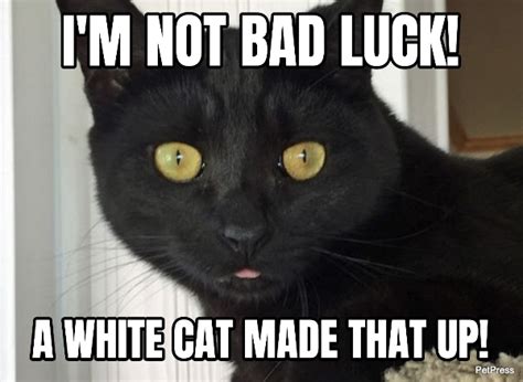 bad luck | black cat meme | PetPress