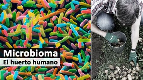 El Cuerpo Humano Donde Reinan Los Microbios Bbc News Mundo