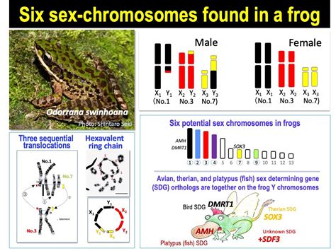 Frog With Six Sex Chromosomes Provides Clues To Evolution Of Complex Xy