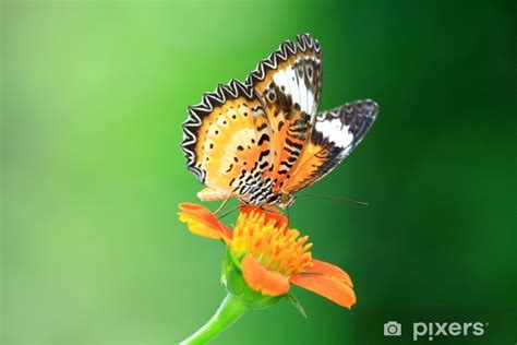 Vinilo Pixerstick Mariposa Monarca En Un Girasol Mexicano En El Jard N