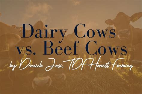 Dairy Cows vs. Beef Cattle — Derrick Josi | TDF Honest Farming