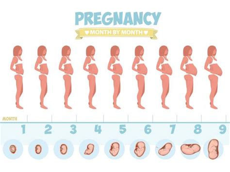 Pregnancy Stages Illustrations Royalty Free Vector Graphics And Clip Art Istock