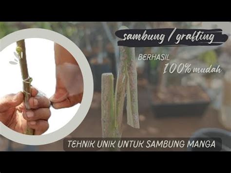 Variasi Gaya Grafting Sambung Pucuk Pohon Mangga Youtube