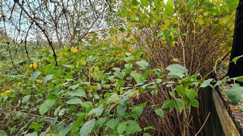 When To Treat Japanese Knotweed Knotweed Removal