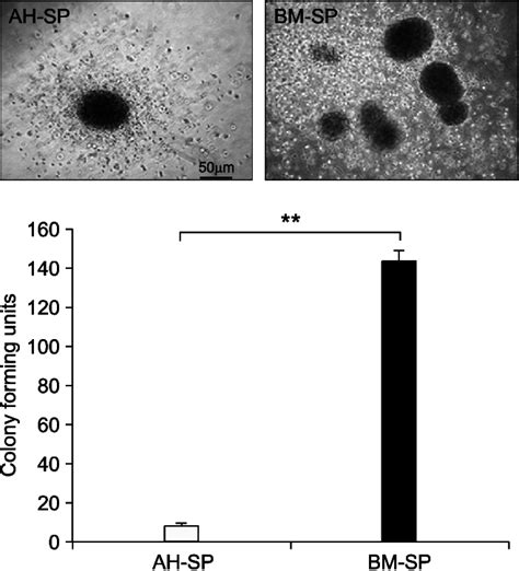 Hematopoietic Colony Forming Assay Four × 10 3 Sp Cells Prepared From Download Scientific