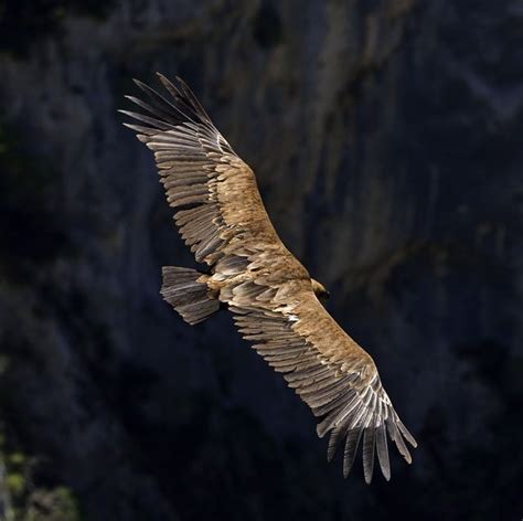 Bearded Vulture Spotted In The Peak District National Park