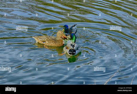 3 ducks swimming around Stock Photo - Alamy