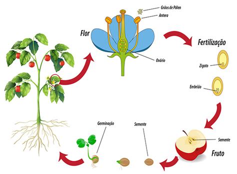 Ciclo De Vida Das Angiospermas Exemplos E Características Enem
