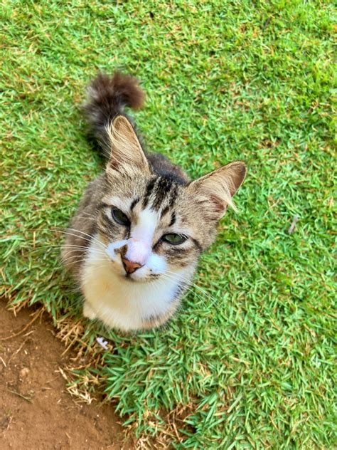 Gatos Curam Sabiam Natureza Capixaba