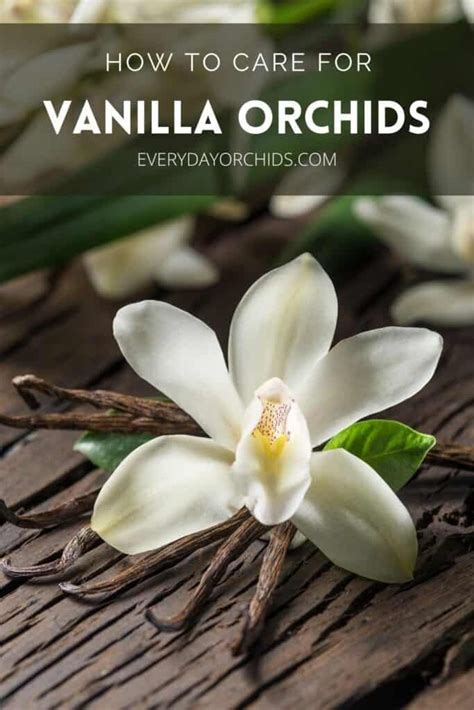 All About Vanilla Orchid Care And Propagation Everyday Orchids Vanilla Orchid Orchid Care