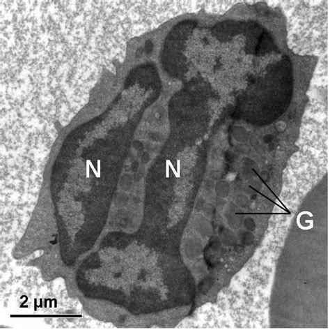 An Electron Micrograph Of Arabian Oryx Neutrophil X N