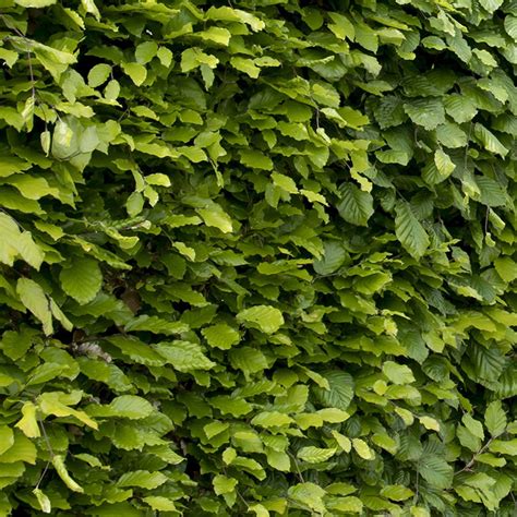 Fagus Sylvatica Common Green Beech Hedging Large 150 200cms Tall