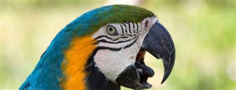 Breeding of the Blue and Gold Macaw Parrots Daily News