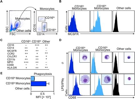 A Flow Cytometry Dot Plots Show Forward Scatter Fsc Versus Side