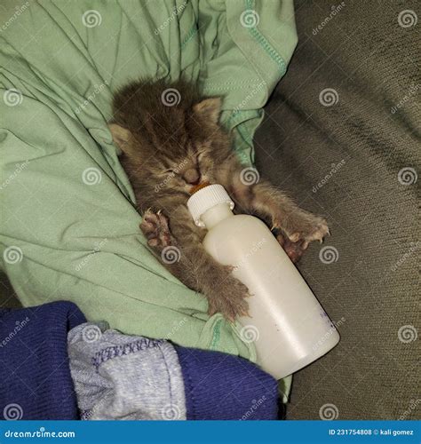 Feeding Time! Bottle Fed Baby Kittens Stock Photo - Image of organ, nose: 231754808