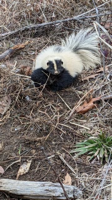 Photo Phriday 113 Striped Skunks Trapperman Forums