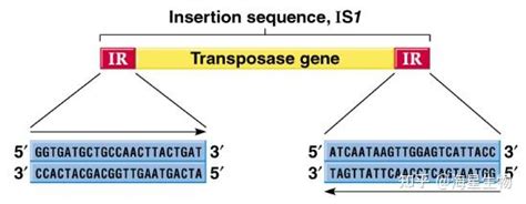 基因过表达—转座子系统介绍 知乎