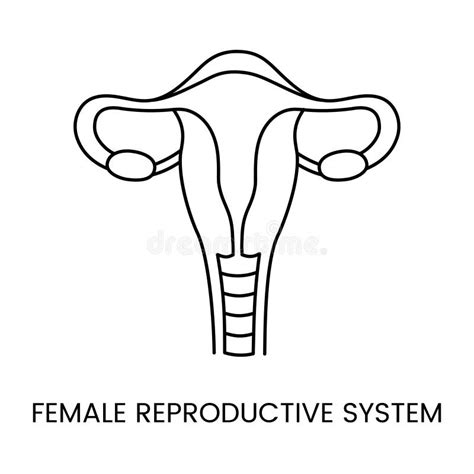 Icono Lineal Del Sistema Reproductivo Femenino En La Ilustraci N