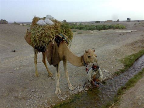 Panjgur District - Alchetron, The Free Social Encyclopedia