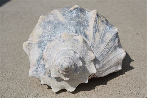 Blue Gray Whelk Conch Sea Shell Atlantic Ocean Authentic Beach