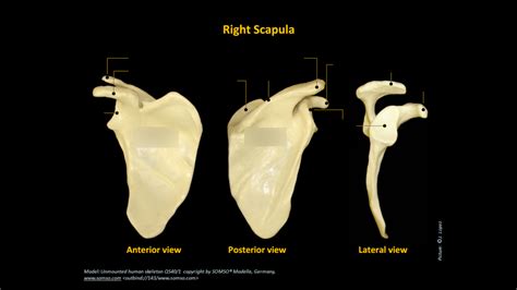 Right Scapula Diagram | Quizlet